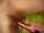 lesbian masturbation
