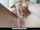 cum shot oral sex caucasian