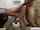 latina american oral sex