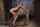 bondage kink