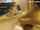 oral sex amateur solo girl