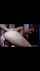 clips4sale