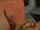 oral sex licking vagina vaginal sex
