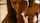 tiny teen