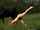 solo girl outdoor striptease