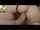 couple brunette handjob