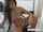 solo girl asian webcam