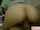 teen oral sex couple