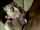 blackhaired hairy oral sex