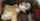 tiny