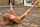 legs euro nude