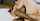 cheating wife tushy