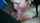 swallow swallowing amateur