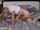 vaginal sex hd couple