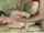 teen blowjob couple
