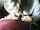 amateur blow job public