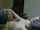 domndamera chaturbate webcam