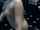 kink dirty armpit sniff armpits