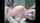 couple jav asian