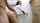 latina blowjob brunette