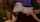 vixen