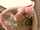 domingoview pantyhose caucasian