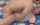 jav
