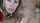 facial