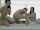 threesome brunette doggystyle