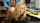 shoplyfter