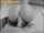 bangbros threesome