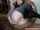 masturbation webcam