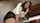 japanese censored milf