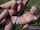 amateur teen sex