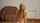 amateu russia teen
