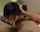 blowjob asian xvideos