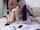 camgirl couple brunette
