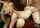 big tits doggy vintage
