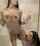 lesbian shower brazzers