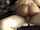 amateur skinny wife