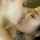 lesbian kissing asian
