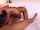 anal cougar mompov