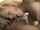 blond black double penetration