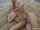 brazzer adriana sex