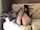 asian pantyhouse legs