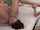threesome rimming kissing