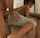 doggystyle brunette yoga pants