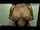 big tits hot girl ass