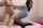jap amateur squirt