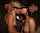 threesome blowjob brunette